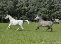 MINERVA Y IRIS (Copiar)